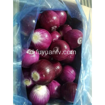 Kupas Bawang Merah ke Australia